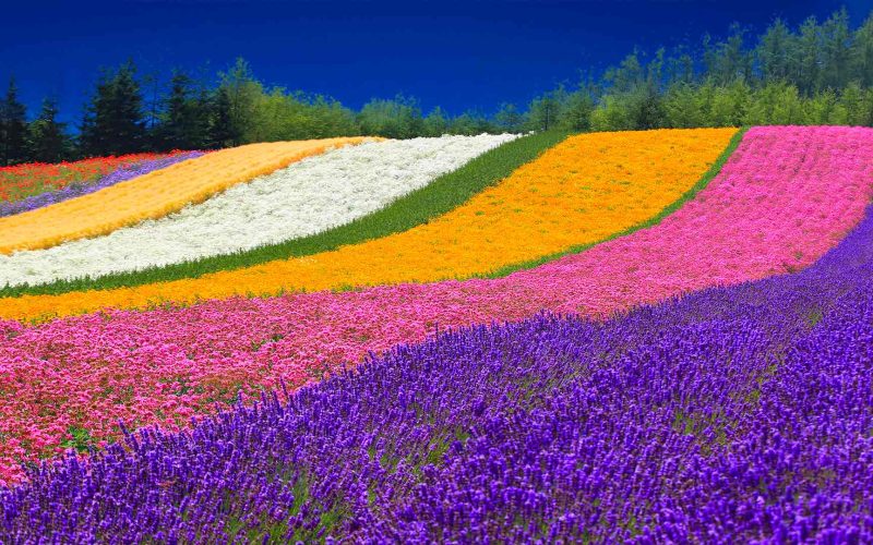 Furano Lavender Fields