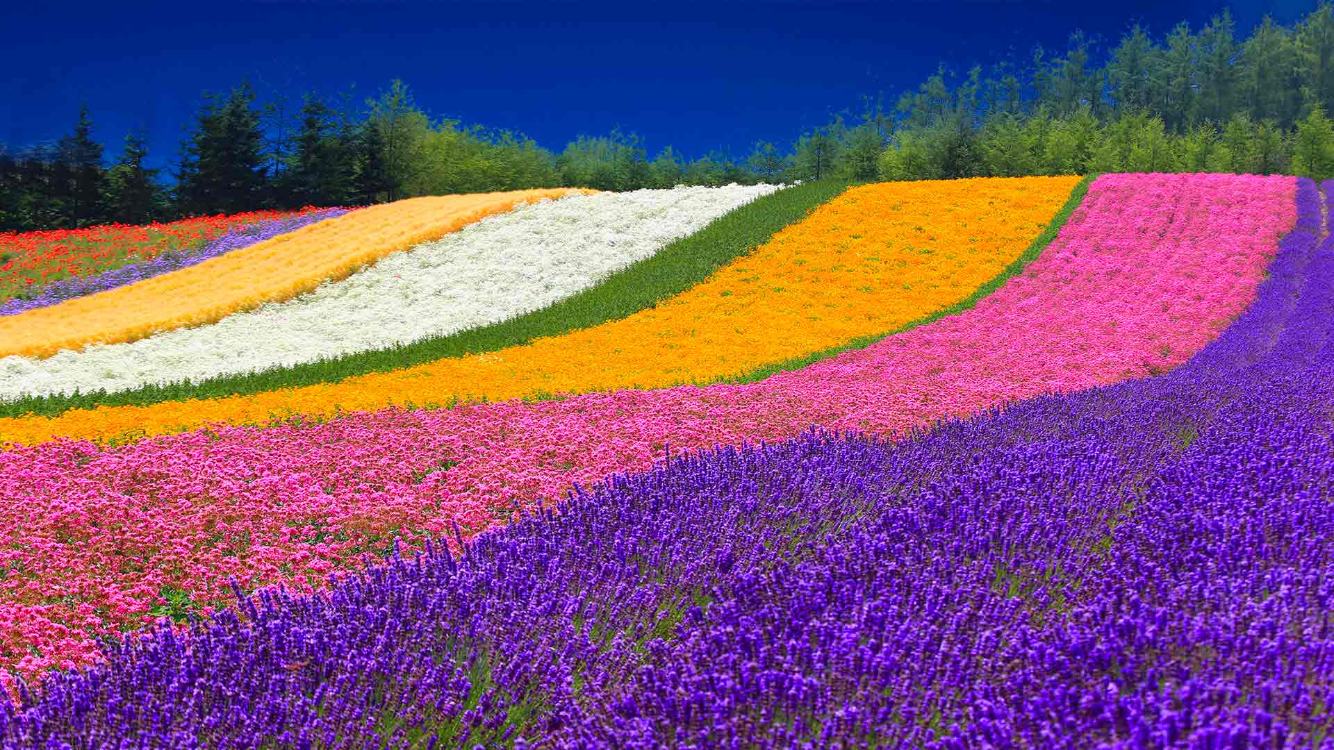 Furano Lavender Fields