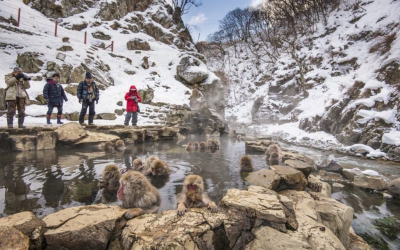 Jigokudani Monkey Park