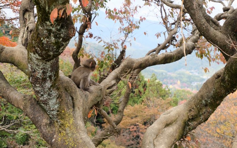 Monkey Park Iwatayama in Arashiyama, Kyoto