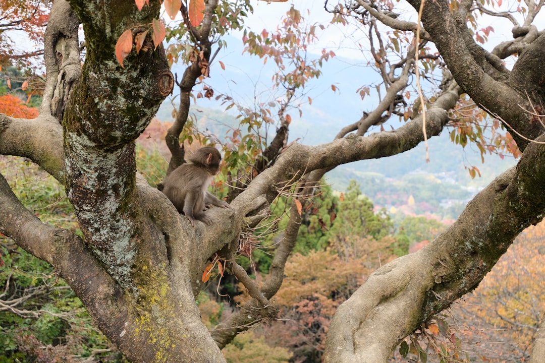 Monkey Park Iwatayama in Arashiyama, Kyoto