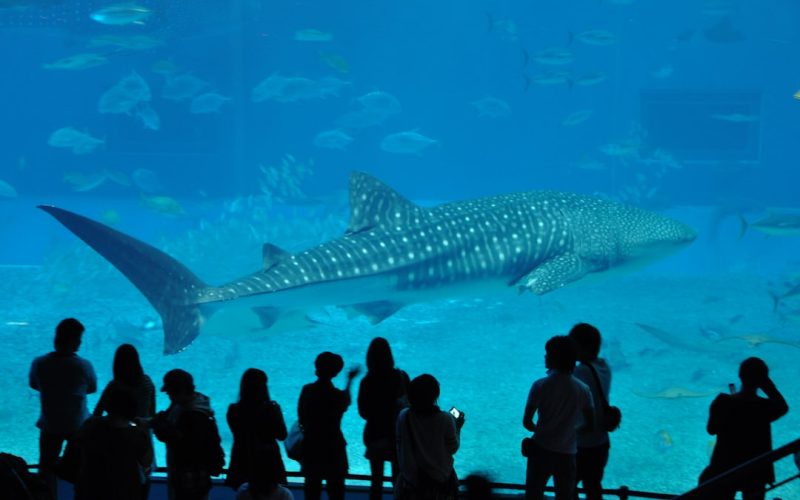 Okinawa Churaumi Aquarium