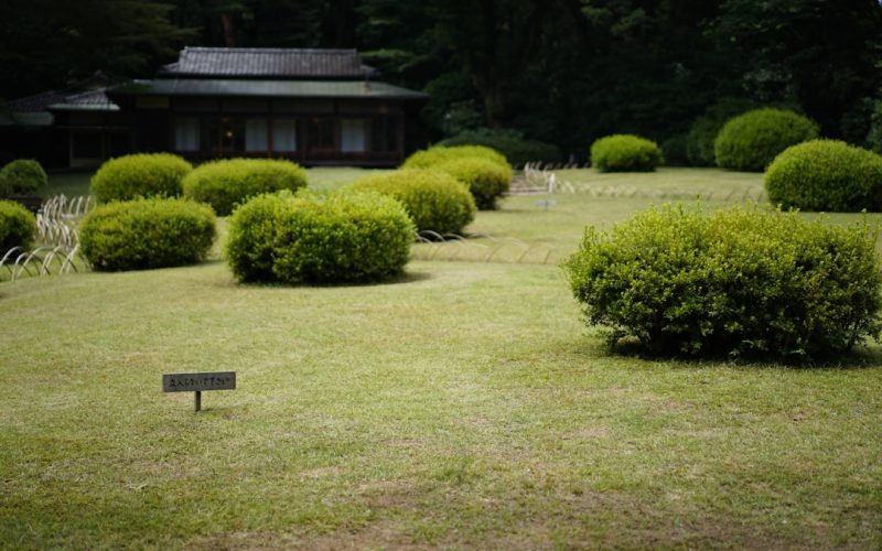 Ikebana: de Japanse bloemschikkunst en bloemsierkunst
