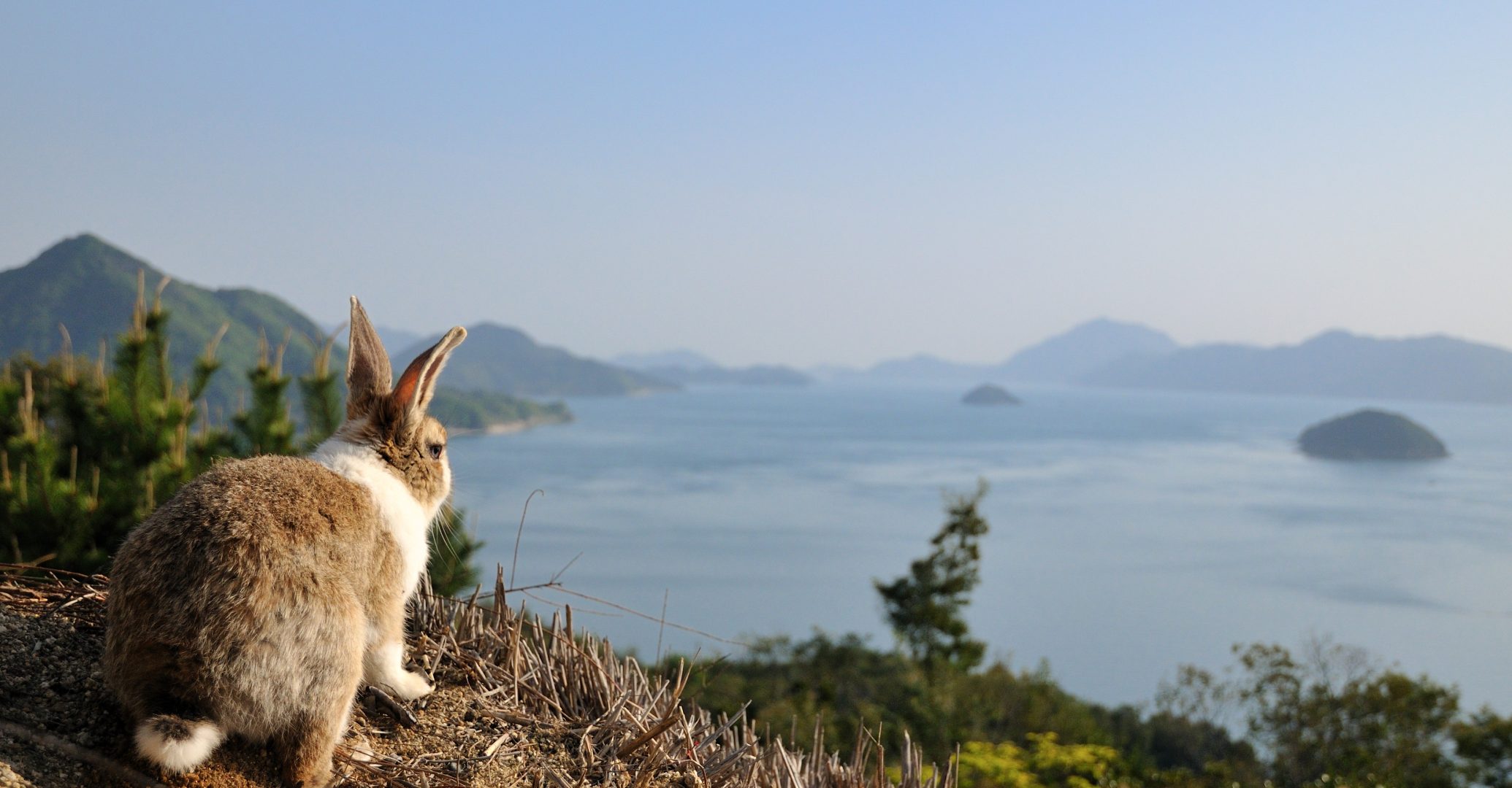 Okunoshima (Rabbit Island)