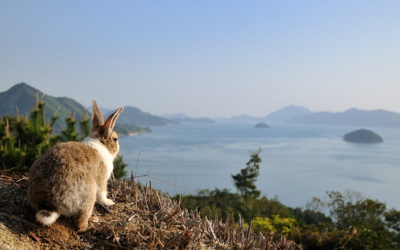 Okunoshima (Rabbit Island)