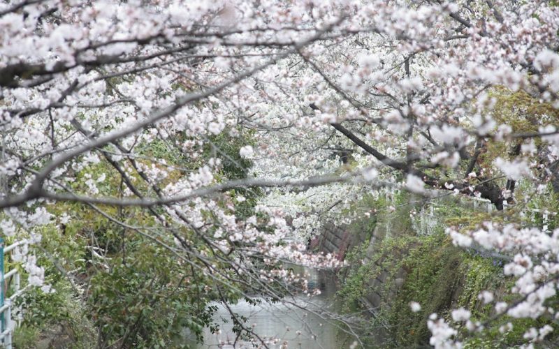 Yoshino Cherry Blossoms