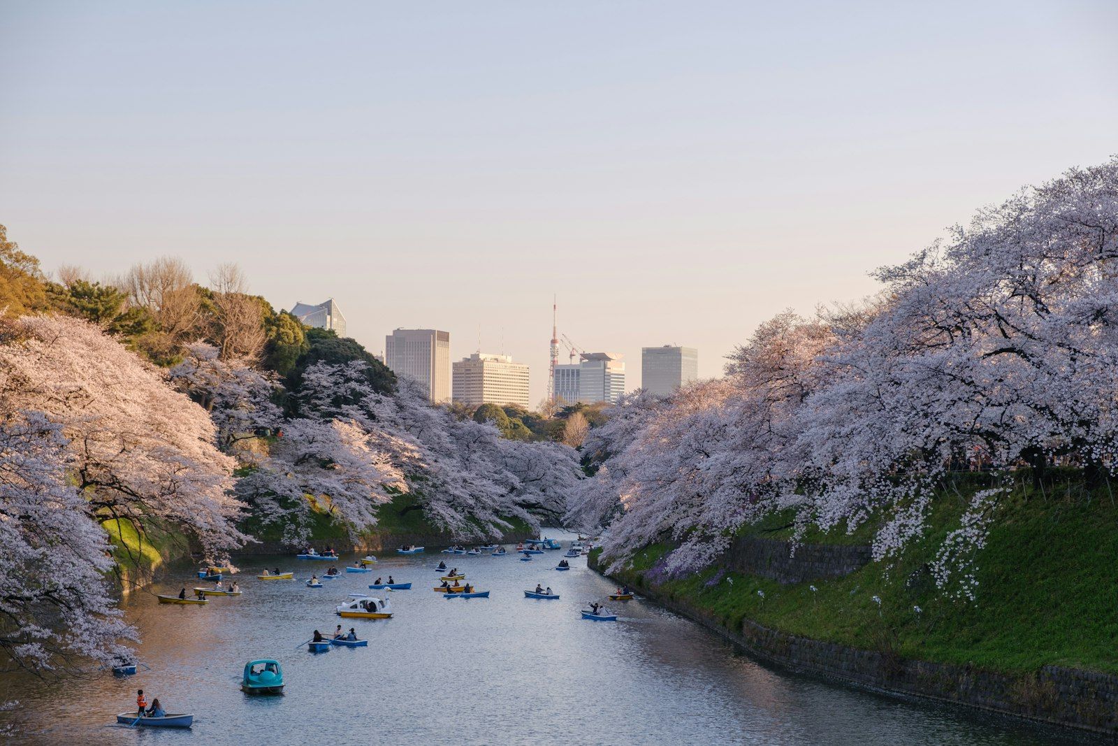Roeibootjes op de Chidorigafuchi-gracht in Tokyo tijdens de kersenbloesem