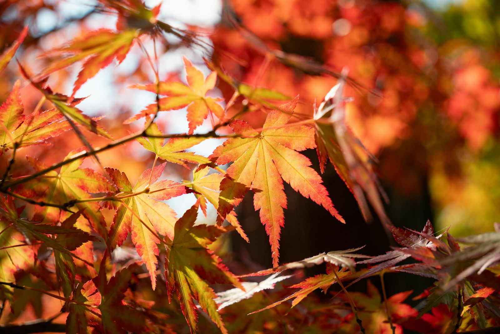 Rode en oranje esdoornbladeren in de herfst in Kyoto