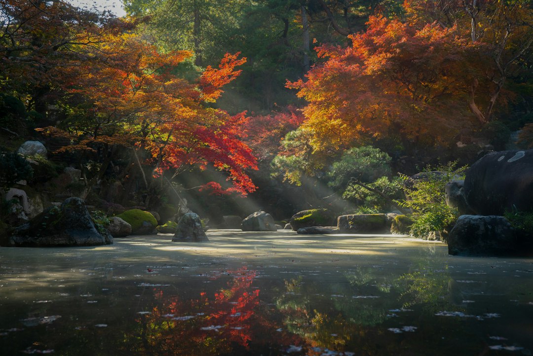 Japanse Tuin Den Haag: openingstijden en reserveren