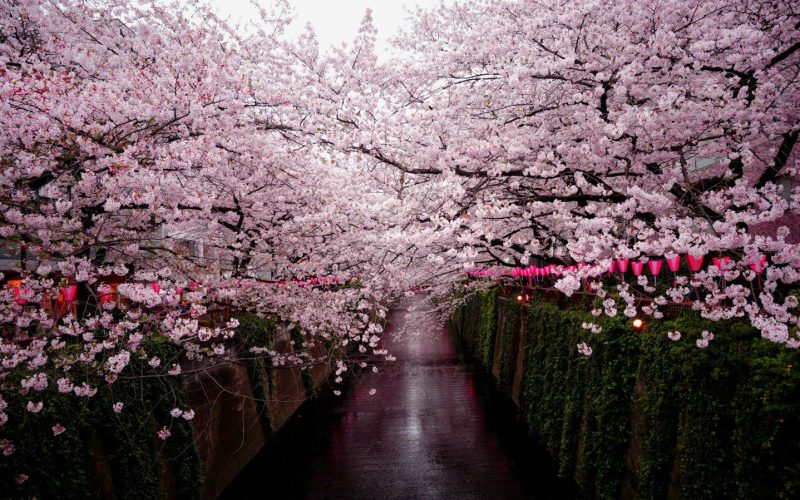 Groepsreis Japan: aanbieders, prijzen en voor wie welke reis past