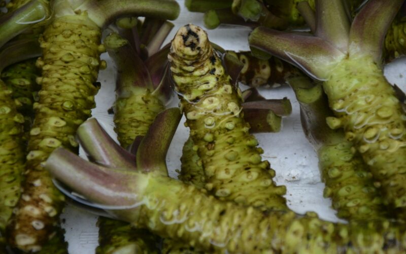 Wasabi: wat is het en waar proef je het in Japan