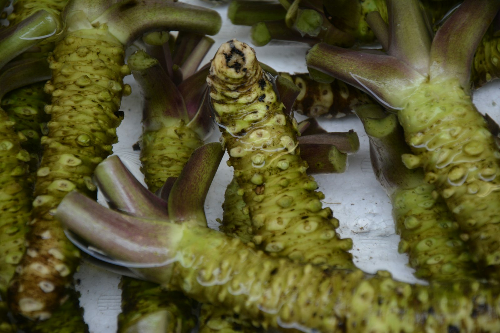 Wasabi: wat is het en waar proef je het in Japan
